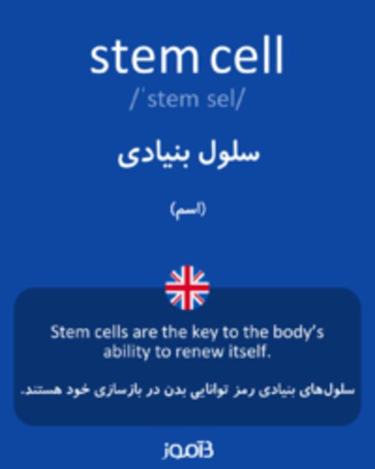  تصویر stem cell - دیکشنری انگلیسی بیاموز