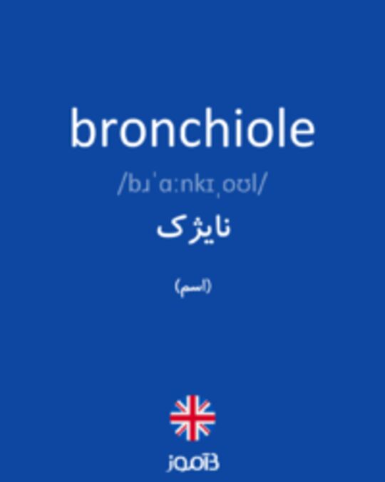  تصویر bronchiole - دیکشنری انگلیسی بیاموز