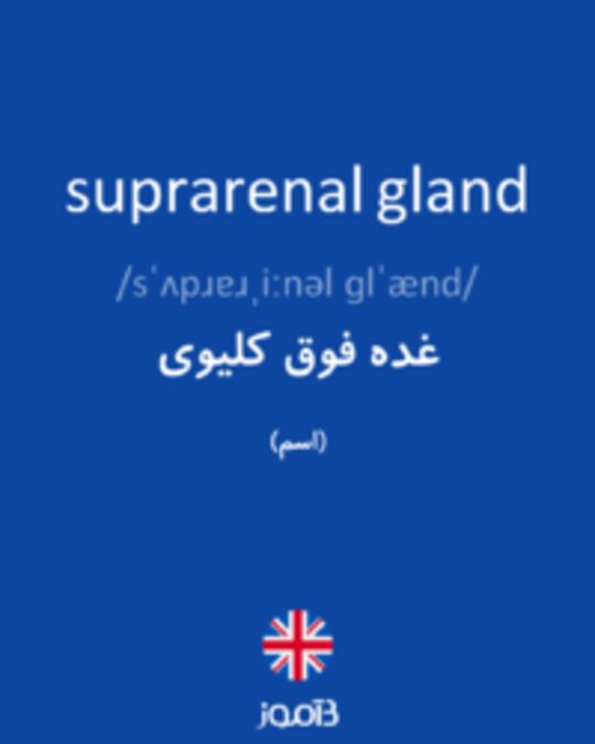  تصویر suprarenal gland - دیکشنری انگلیسی بیاموز