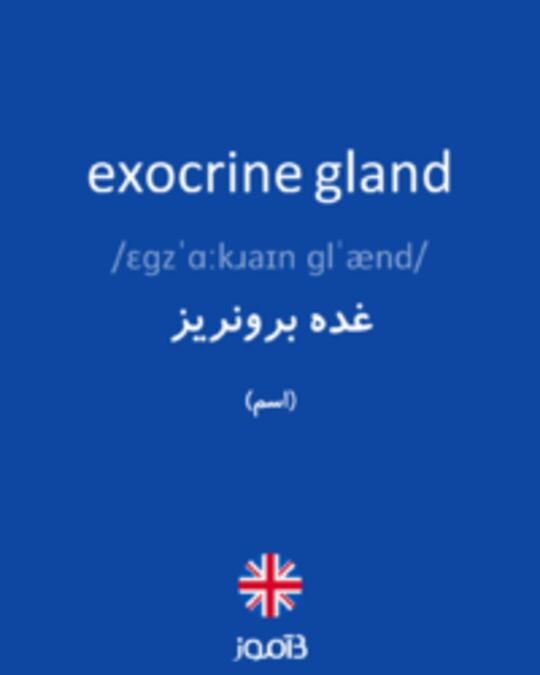  تصویر exocrine gland - دیکشنری انگلیسی بیاموز