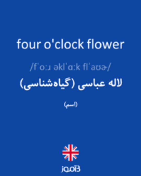  تصویر four o'clock flower - دیکشنری انگلیسی بیاموز