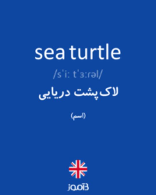  تصویر sea turtle - دیکشنری انگلیسی بیاموز
