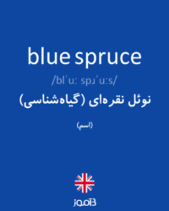  تصویر blue spruce - دیکشنری انگلیسی بیاموز