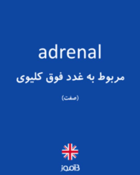  تصویر adrenal - دیکشنری انگلیسی بیاموز