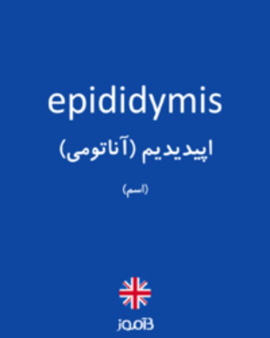  تصویر epididymis - دیکشنری انگلیسی بیاموز