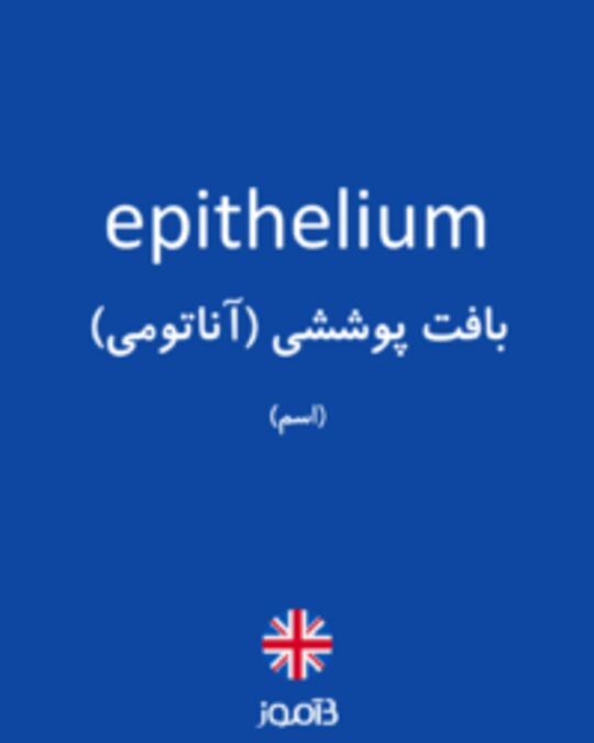  تصویر epithelium - دیکشنری انگلیسی بیاموز