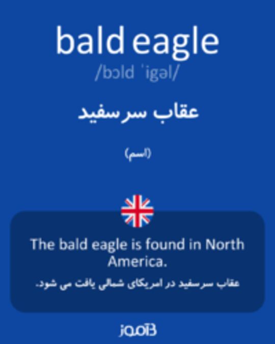  تصویر bald eagle - دیکشنری انگلیسی بیاموز