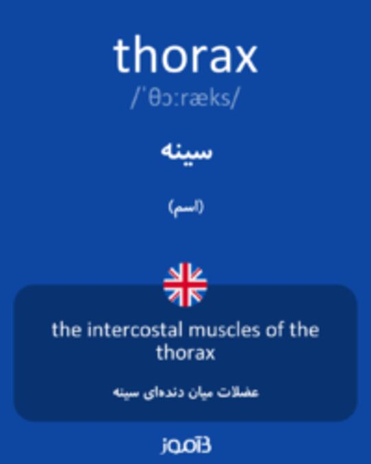  تصویر thorax - دیکشنری انگلیسی بیاموز