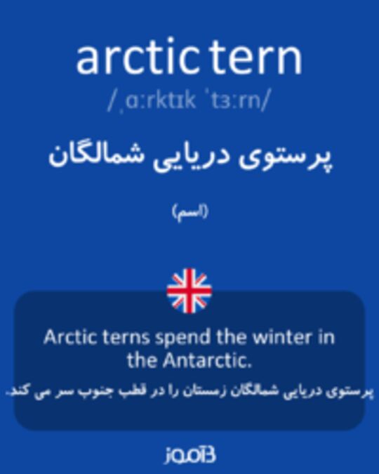  تصویر arctic tern - دیکشنری انگلیسی بیاموز