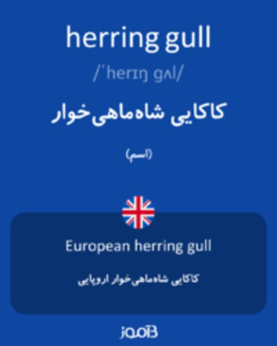  تصویر herring gull - دیکشنری انگلیسی بیاموز
