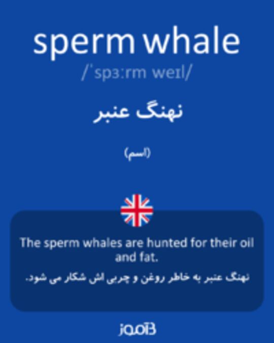  تصویر sperm whale - دیکشنری انگلیسی بیاموز