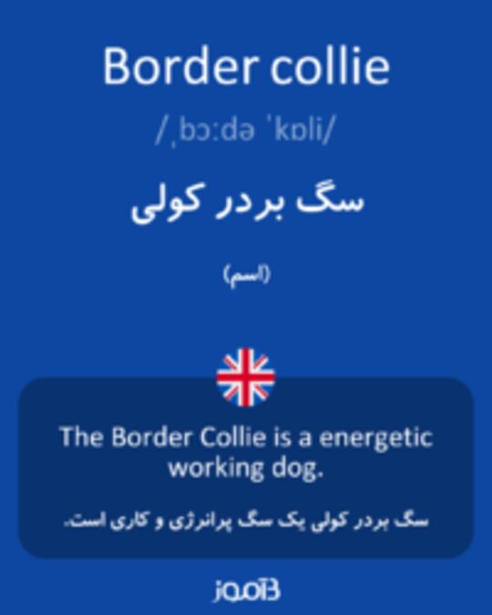  تصویر Border collie - دیکشنری انگلیسی بیاموز