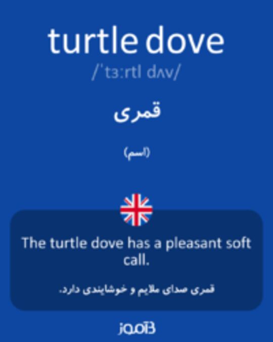  تصویر turtle dove - دیکشنری انگلیسی بیاموز