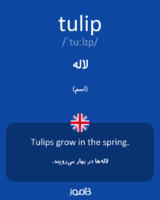  تصویر tulip - دیکشنری انگلیسی بیاموز