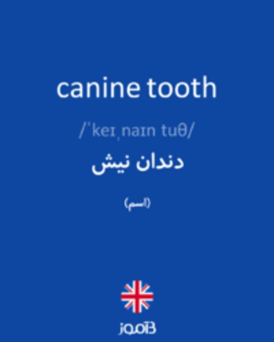  تصویر canine tooth - دیکشنری انگلیسی بیاموز