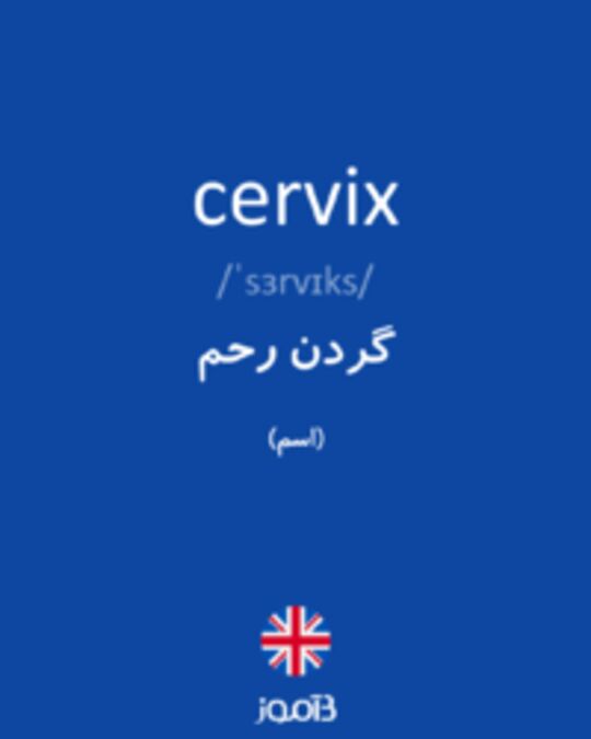  تصویر cervix - دیکشنری انگلیسی بیاموز