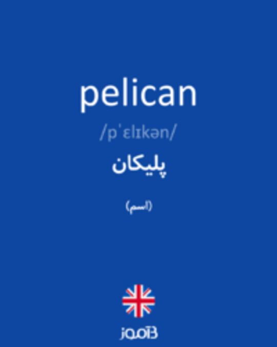  تصویر pelican - دیکشنری انگلیسی بیاموز