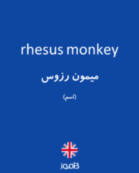  تصویر rhesus monkey - دیکشنری انگلیسی بیاموز