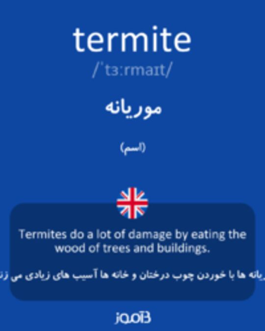  تصویر termite - دیکشنری انگلیسی بیاموز