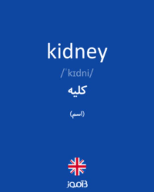  تصویر kidney - دیکشنری انگلیسی بیاموز
