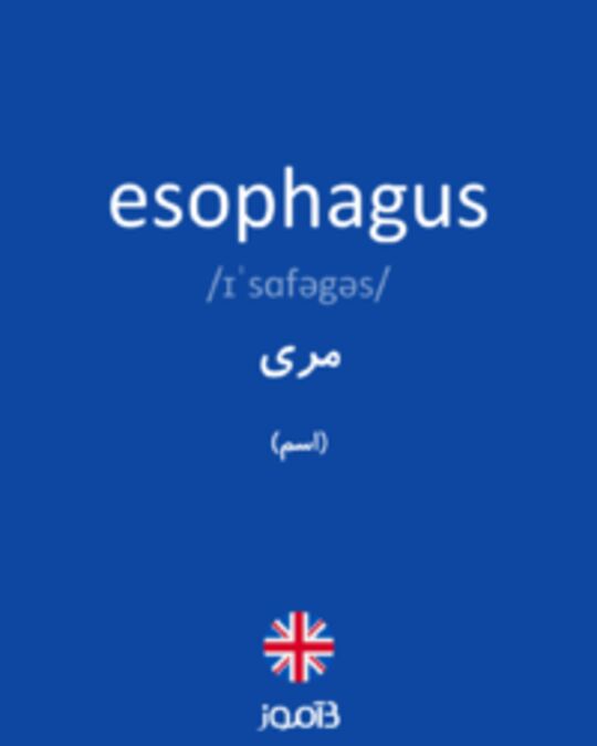  تصویر esophagus - دیکشنری انگلیسی بیاموز