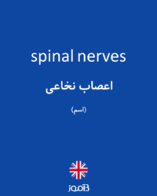  تصویر spinal nerves - دیکشنری انگلیسی بیاموز