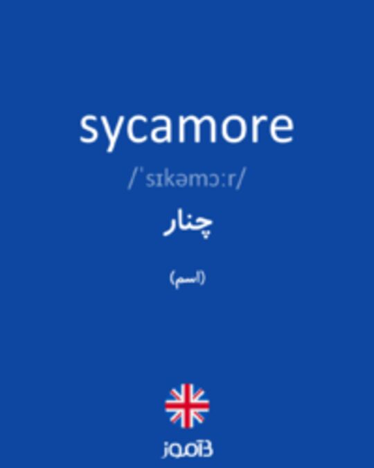  تصویر sycamore - دیکشنری انگلیسی بیاموز