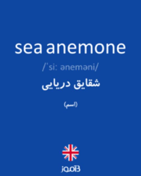  تصویر sea anemone - دیکشنری انگلیسی بیاموز