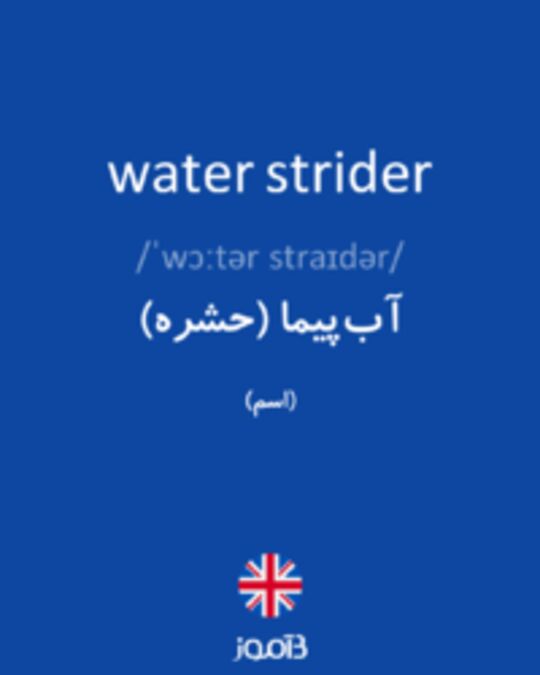  تصویر water strider - دیکشنری انگلیسی بیاموز
