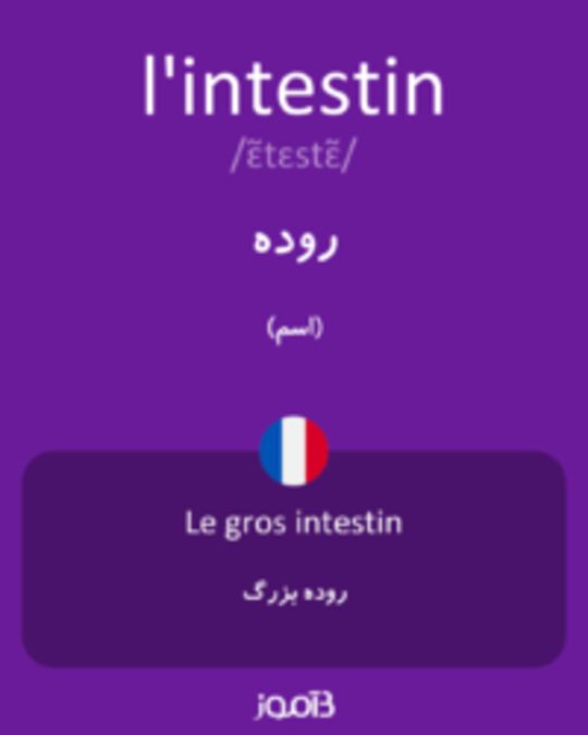  تصویر l'intestin - دیکشنری انگلیسی بیاموز