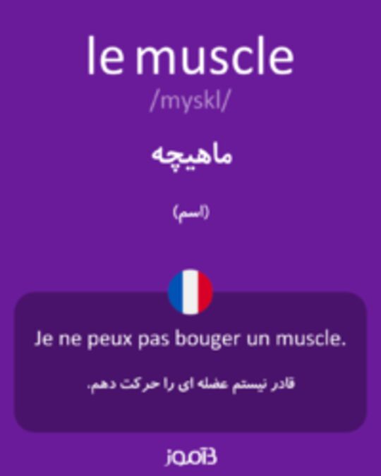  تصویر le muscle - دیکشنری انگلیسی بیاموز