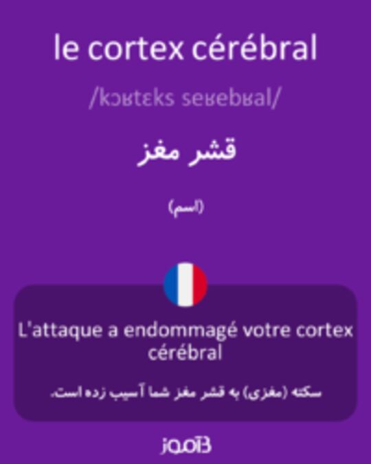  تصویر le cortex cérébral - دیکشنری انگلیسی بیاموز